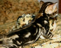 Baby Trim at 3-1/2 weeks, 9 August 2004<br>